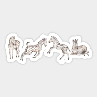 Zebra foals playing Sticker